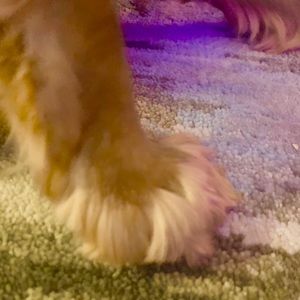 Meet your Posher, Chloe